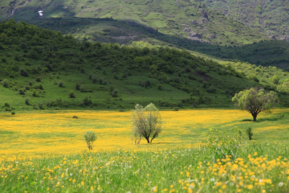 green grass field near green mountains during daytime