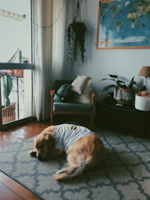brown and white long coated dog lying on gray and white textile