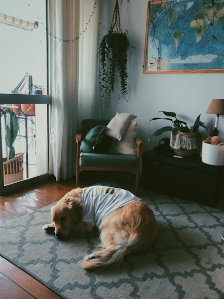 Separation Anxiety in Dogs: Proven Strategies That Actually Work