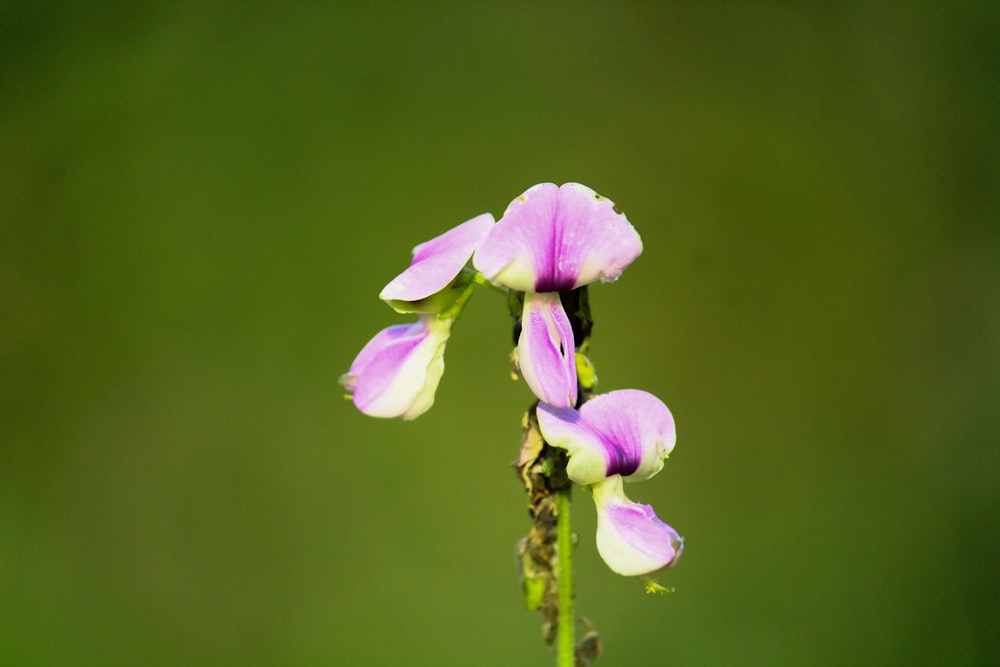 purple flower in tilt shift lens