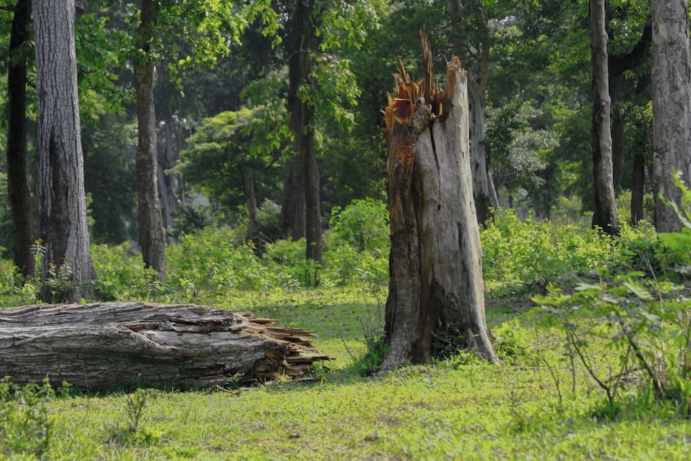 Tronco de árbol marrón en campo de hierba verde durante el día