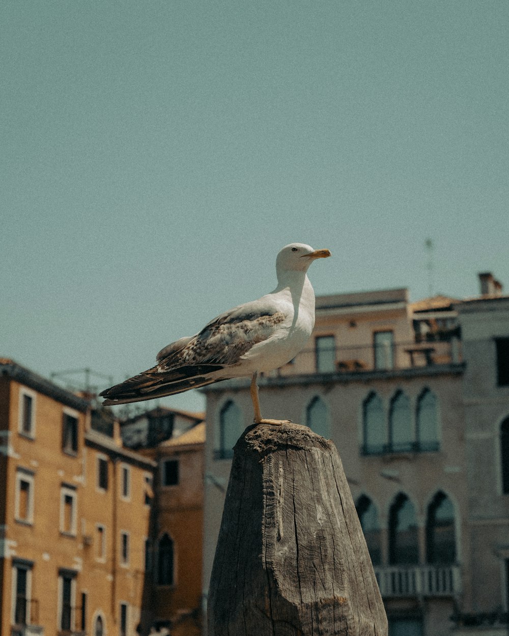 white and black bird on brown wooden post during daytime