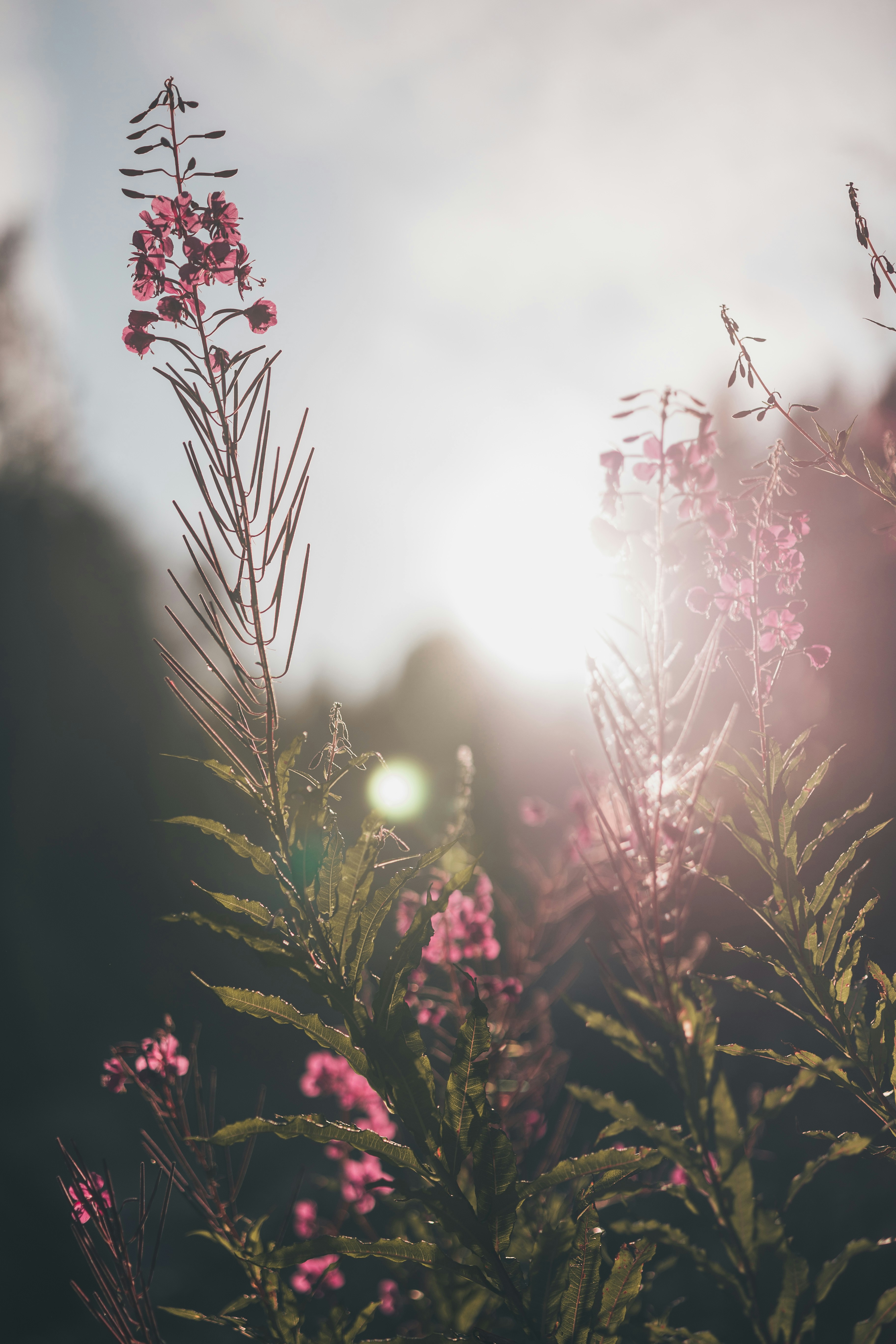 pink flowers under cloudy sky during daytime photo – Free Flower Image