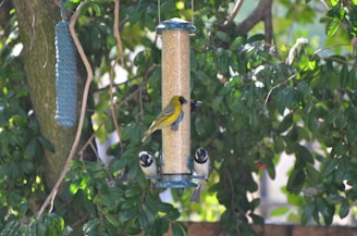 Several birds are perched on a cylindrical bird feeder filled with seeds, surrounded by lush green foliage. The birds are of different species, displaying a variety of colors including yellow and black. The setting appears to be a garden, with tree branches and leaves forming a natural background.