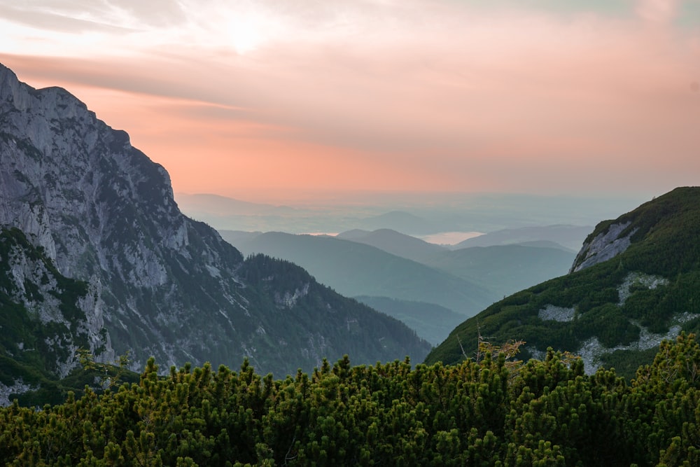 árvores verdes na montanha durante o dia