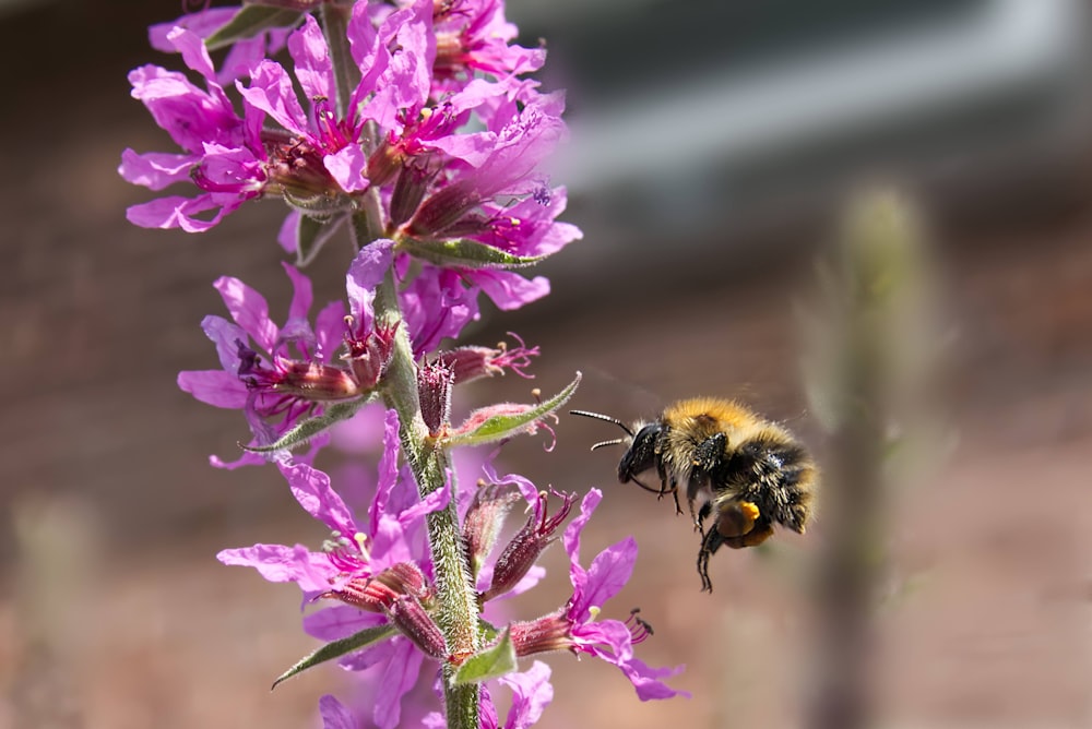 black and yellow bee on pink flower