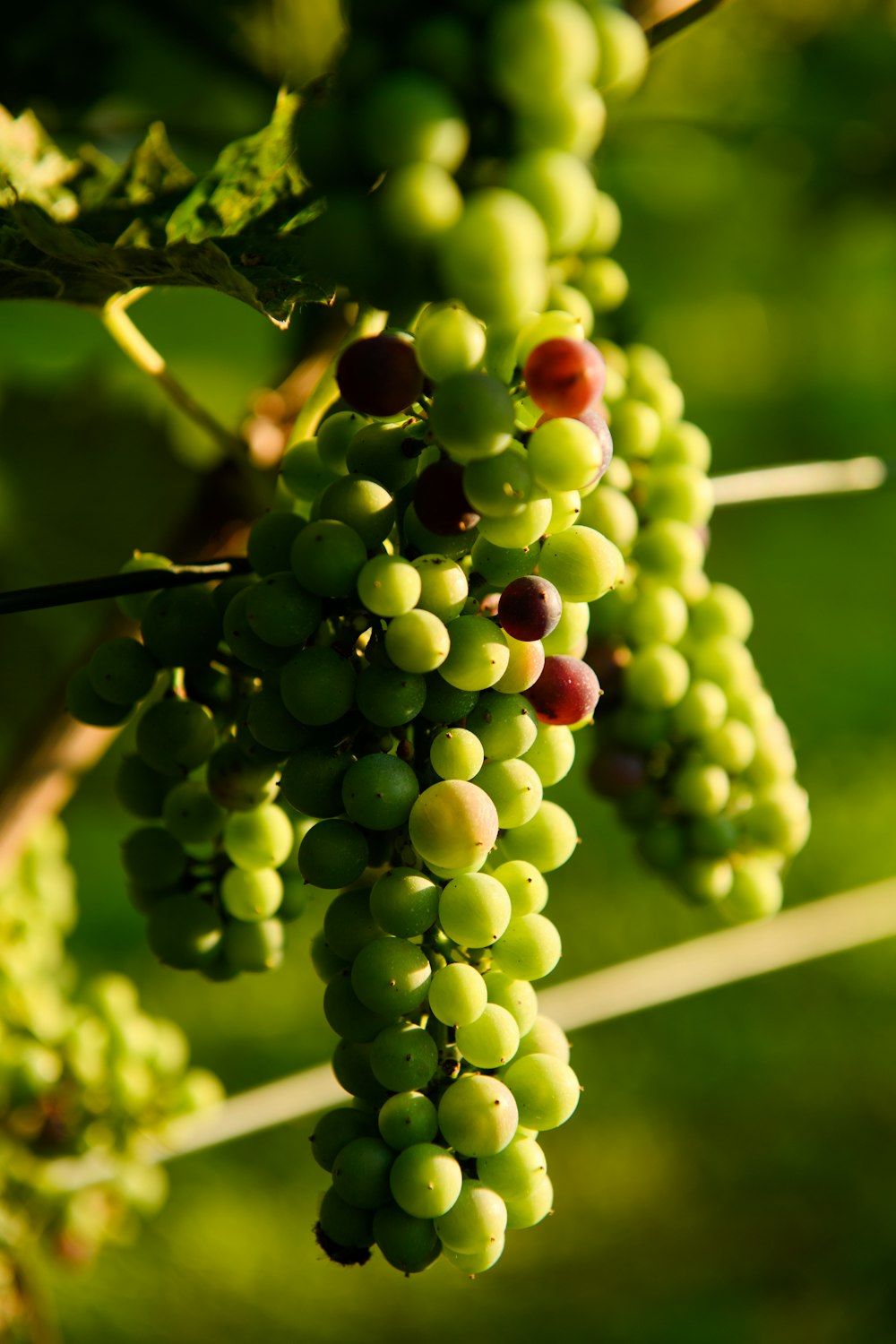 green and red round fruits