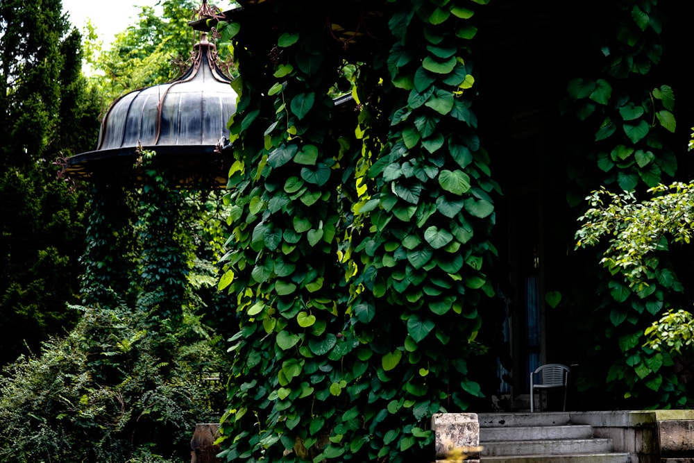 green leaves on brown wooden fence