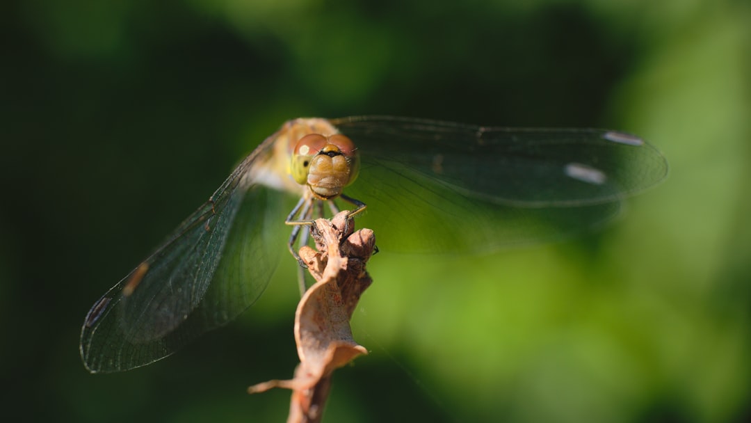 brown and black dragonfly perched on brown stem in tilt shift lens