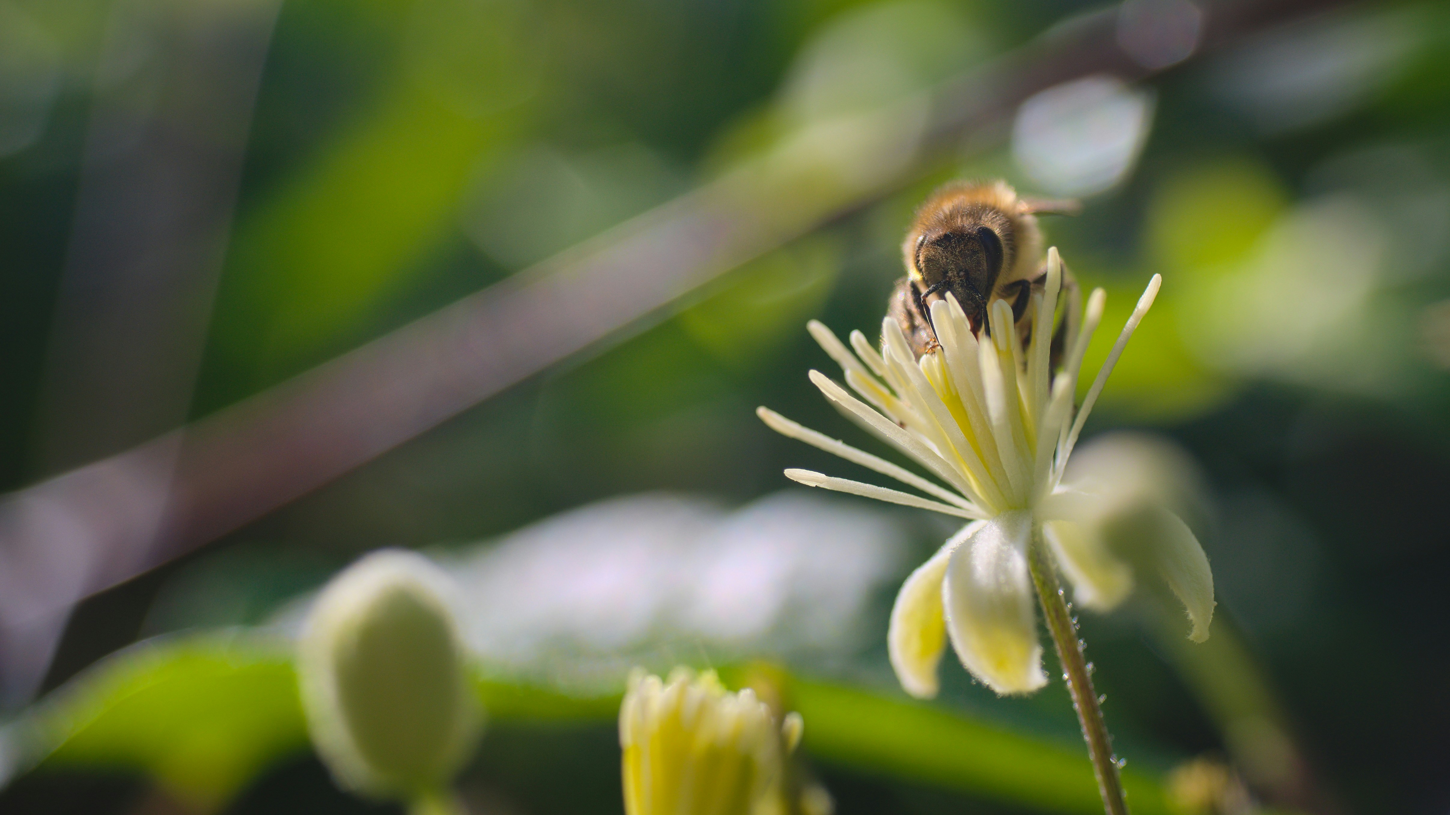 black and yellow bee on white flower