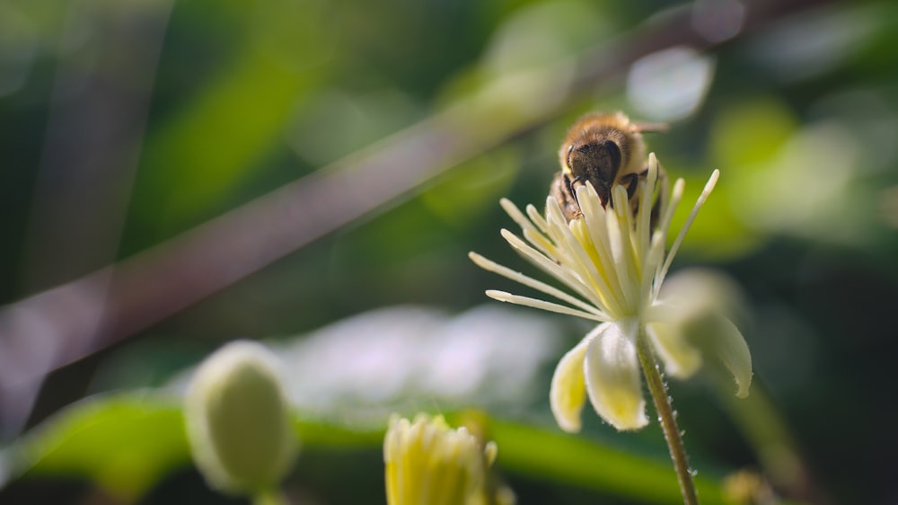 black and yellow bee on white flower