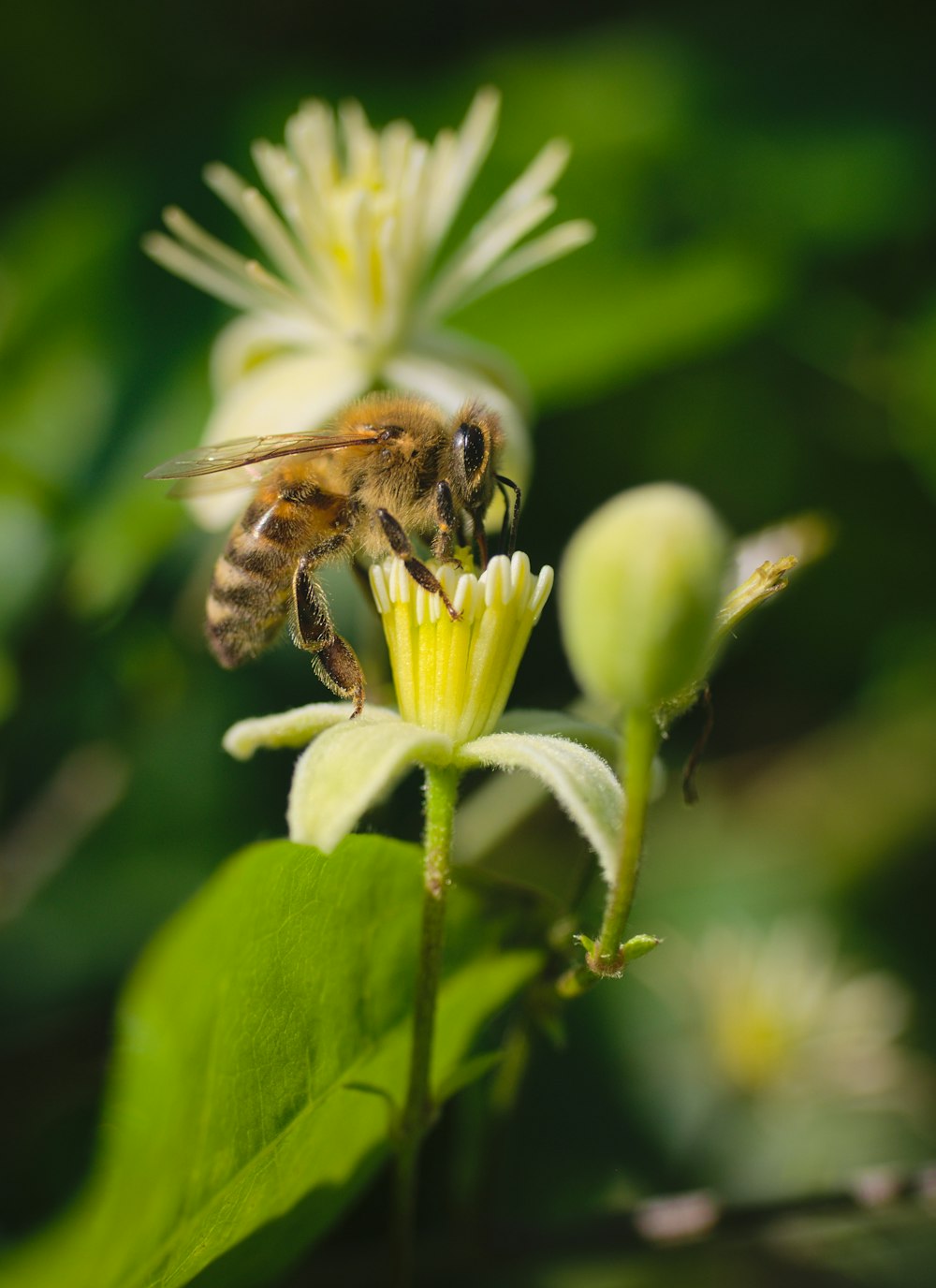 black and yellow bee on white flower