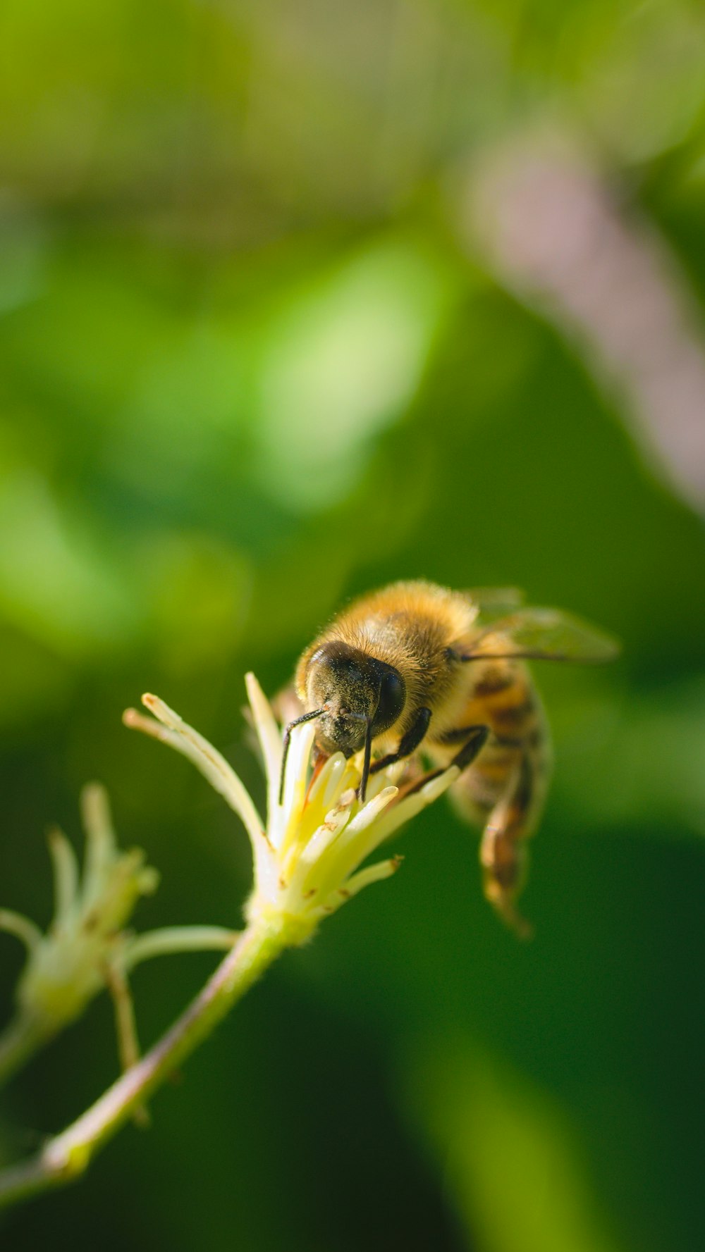 black and yellow bee on white flower