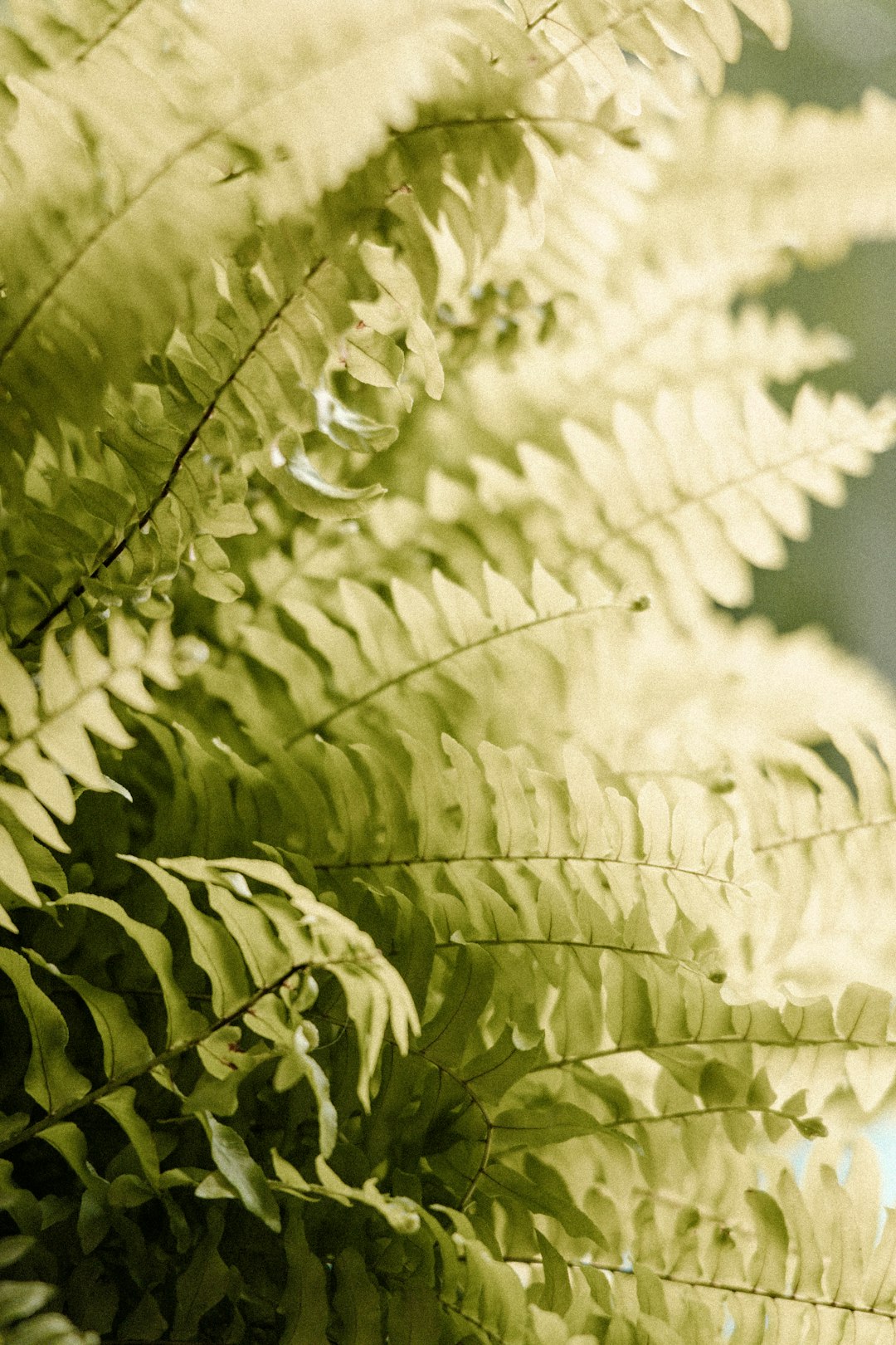 green leaves in close up photography