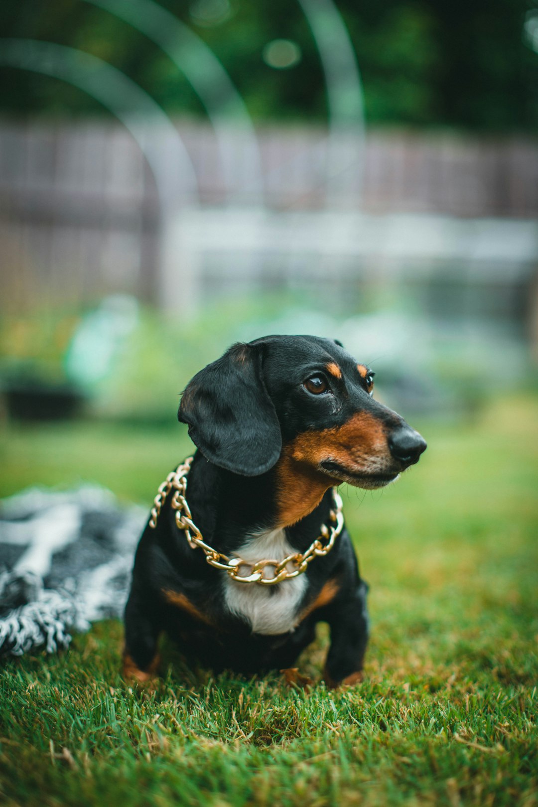 black and brown short coated dog on green grass during daytime