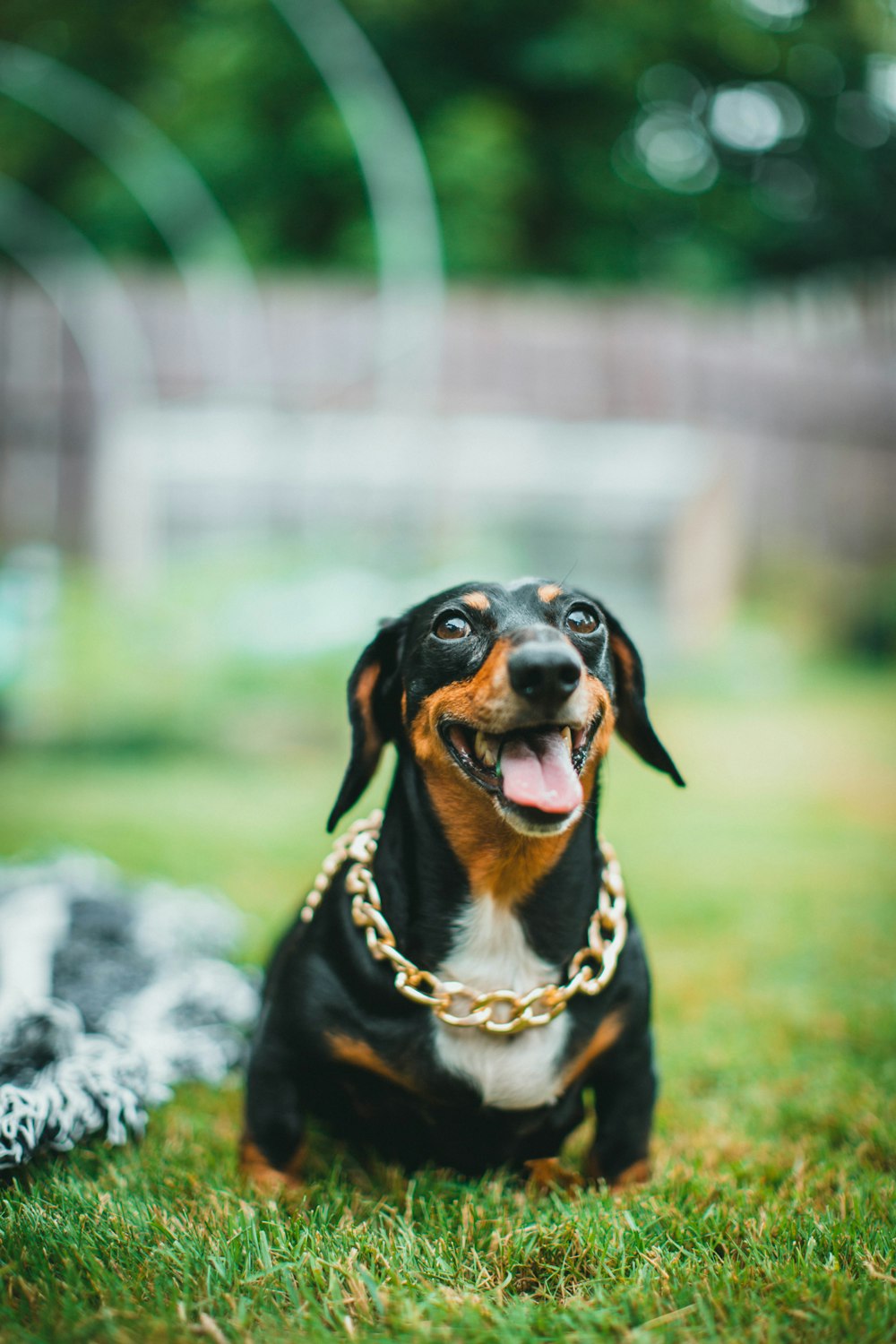 black and brown short coated dog