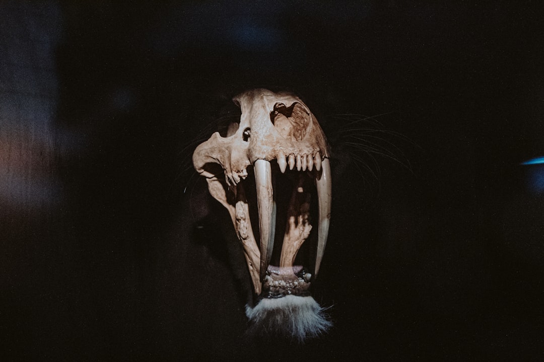 brown animal skull with black background