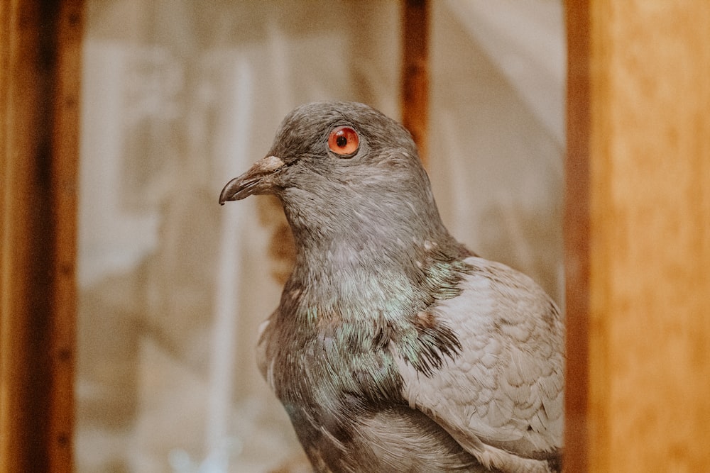 gray and white bird in close up photography