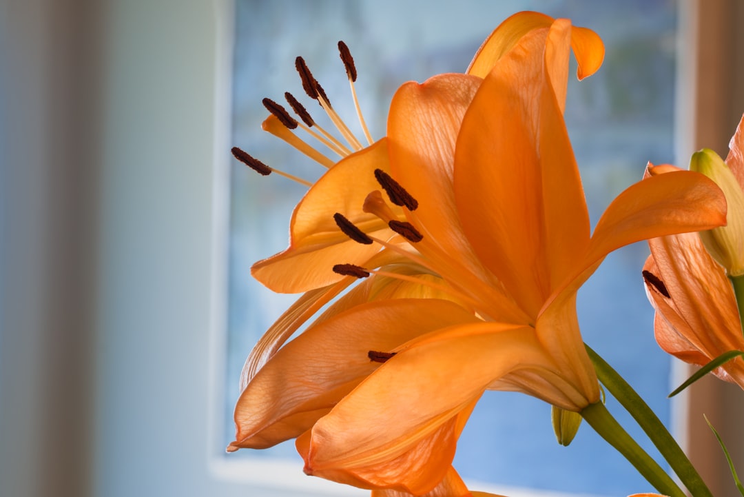 yellow flower in close up photography