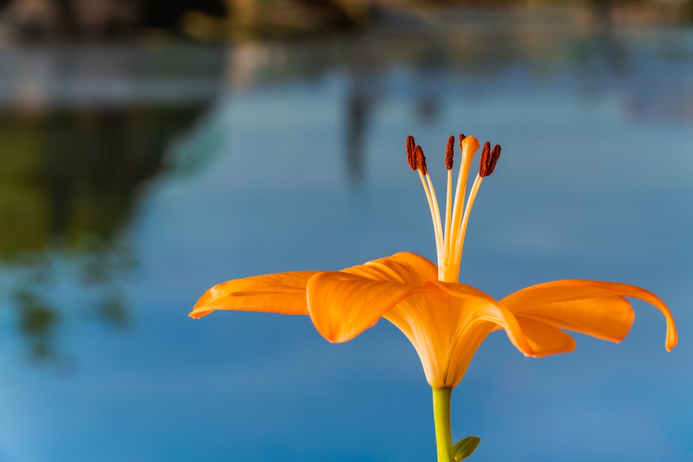 orange flower in tilt shift lens