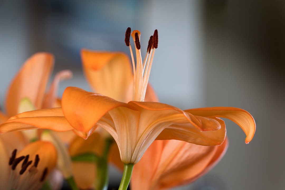 orange flower in tilt shift lens