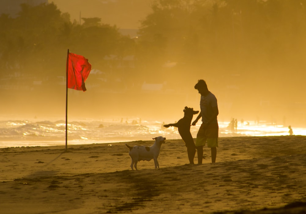 hombre y perro caminando en la playa durante la puesta de sol