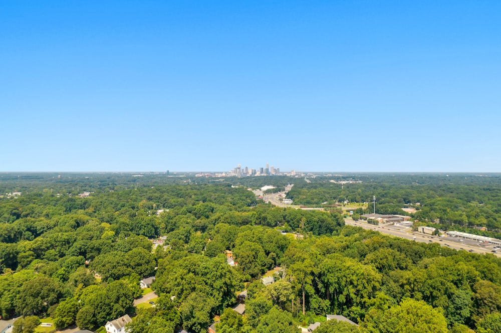 green trees and city buildings under blue sky during daytime