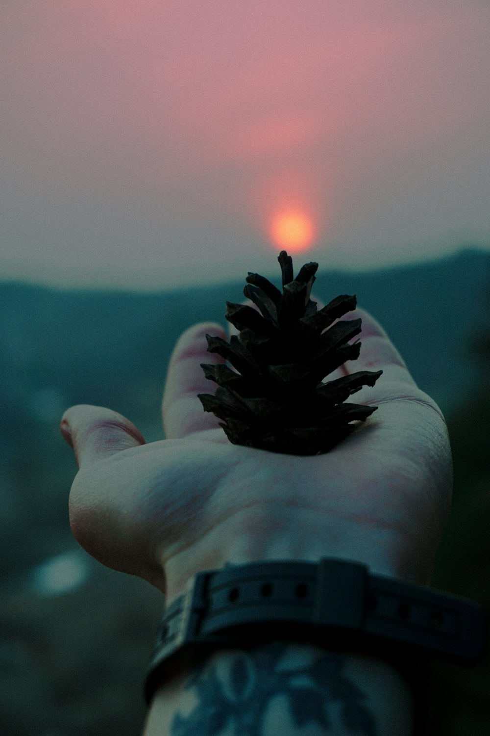 person holding brown pine cone