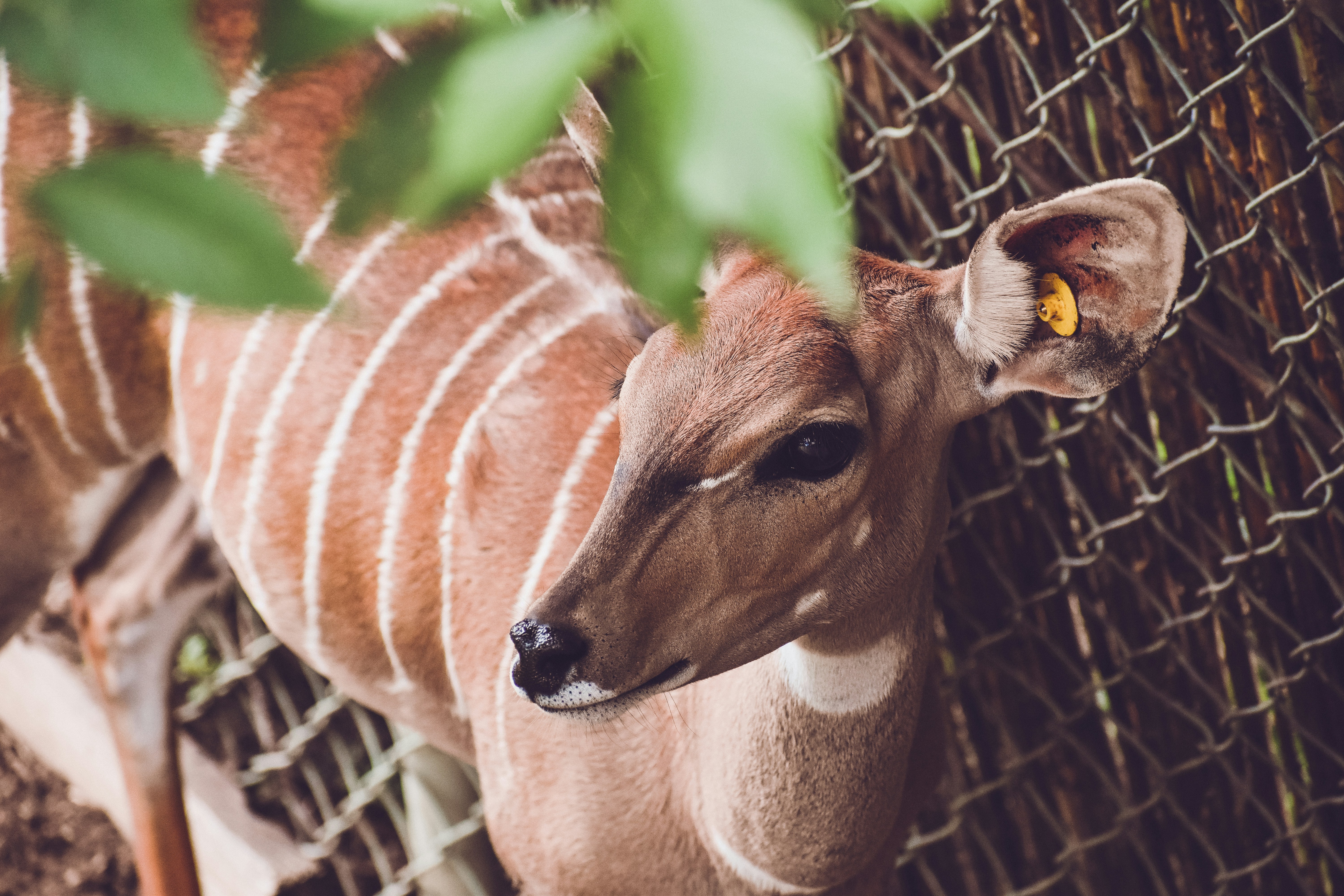 Lesser Kudu at the Denver Zoo