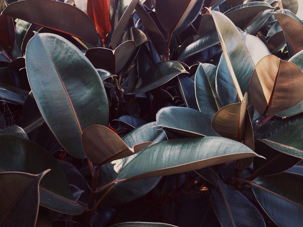 green and orange leaf plant