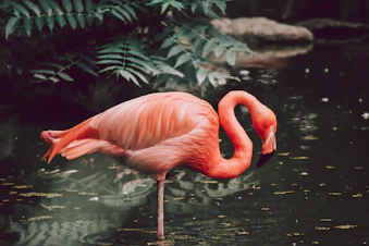 pink flamingo on water during daytime