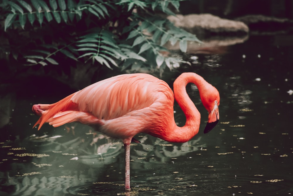 pink flamingo on water during daytime