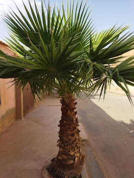 A small palm tree with a thick, textured trunk and lush green fronds growing on a residential street. The tree is situated on a pavement beside a building with terra-cotta colored walls.