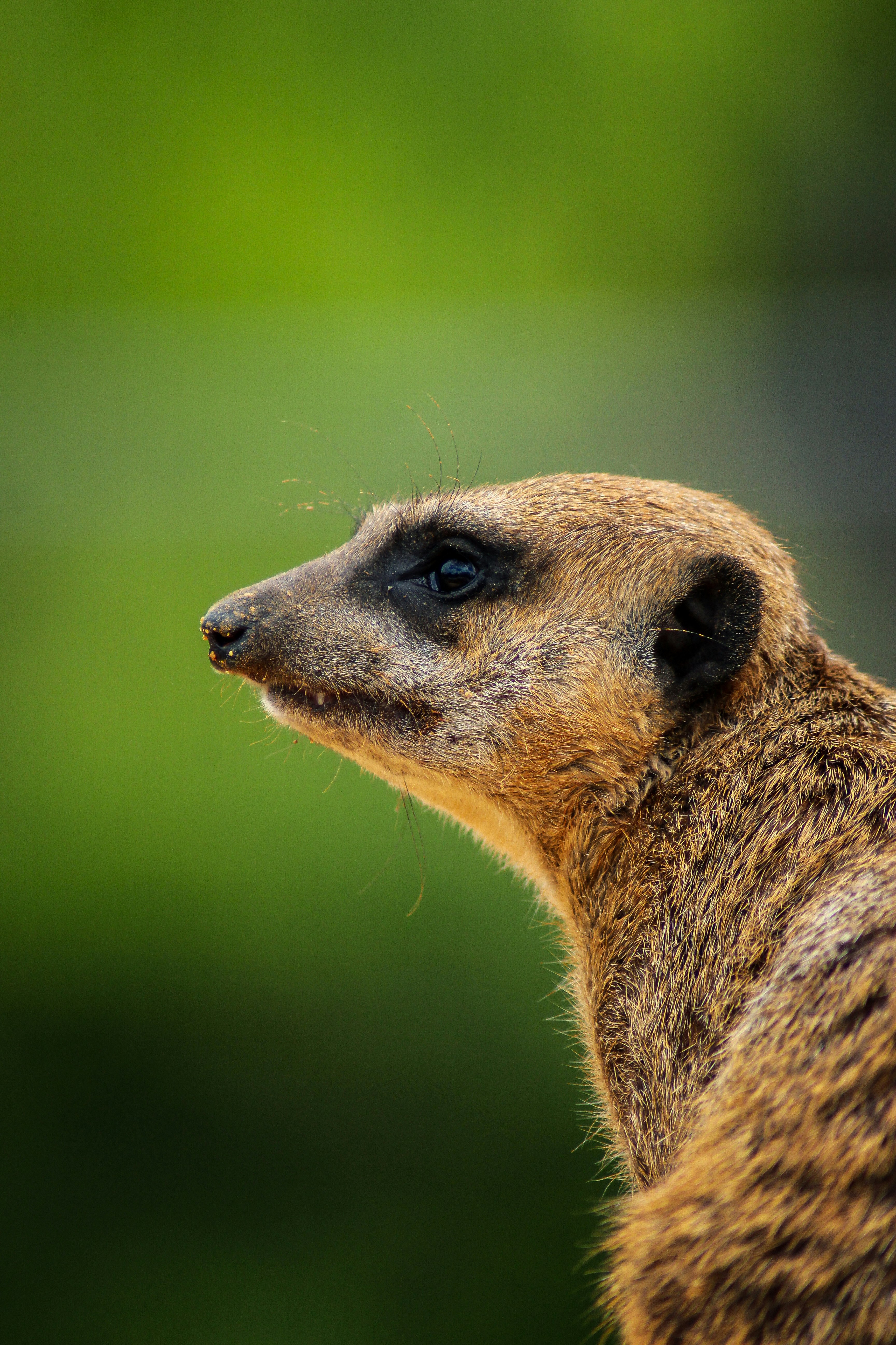 brown and black animal in close up photography