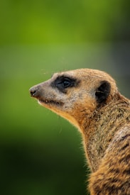 A meerkat is captured in profile, showcasing its detailed fur texture and alert expression against a blurred green background.