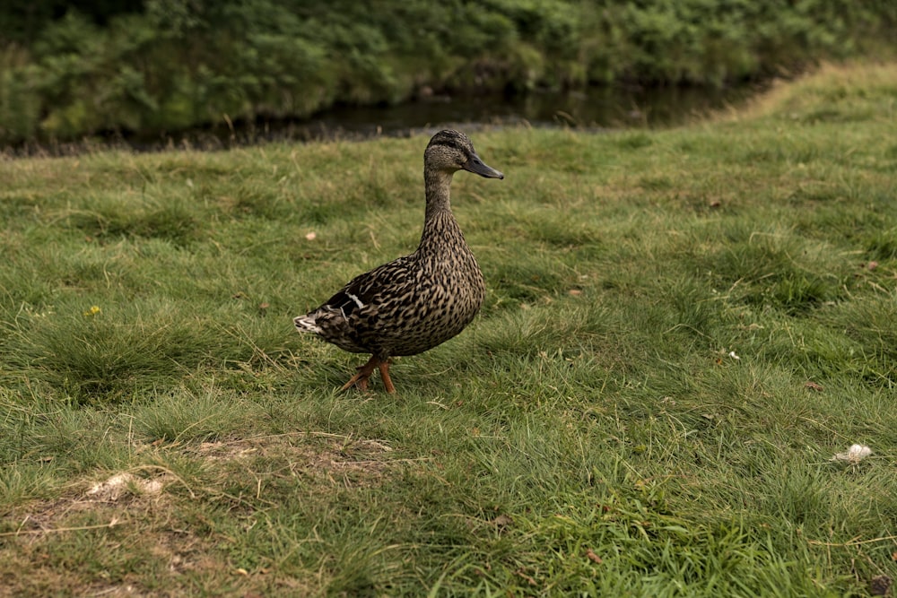 black duck on green grass field during daytime