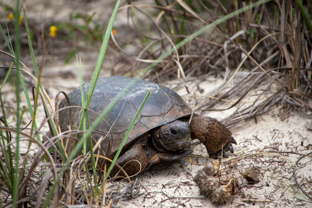 brown turtle on brown soil