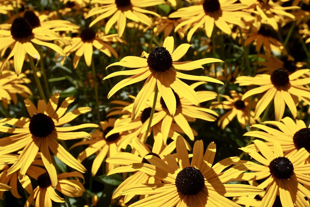 fleurs jaunes dans une lentille à bascule