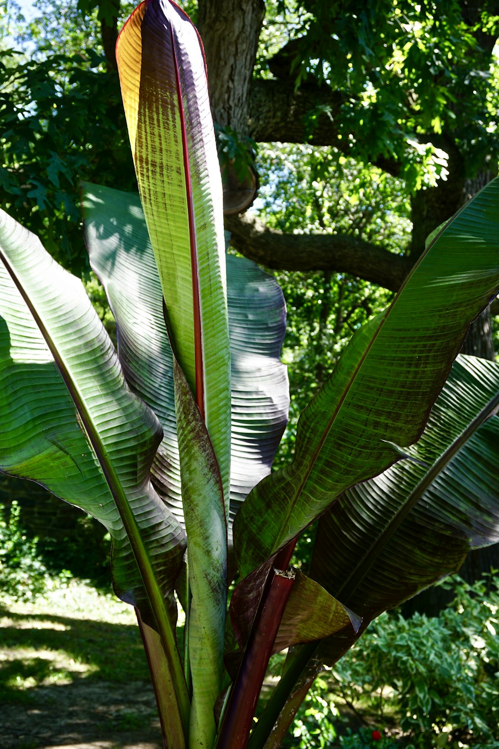 green banana tree during daytime