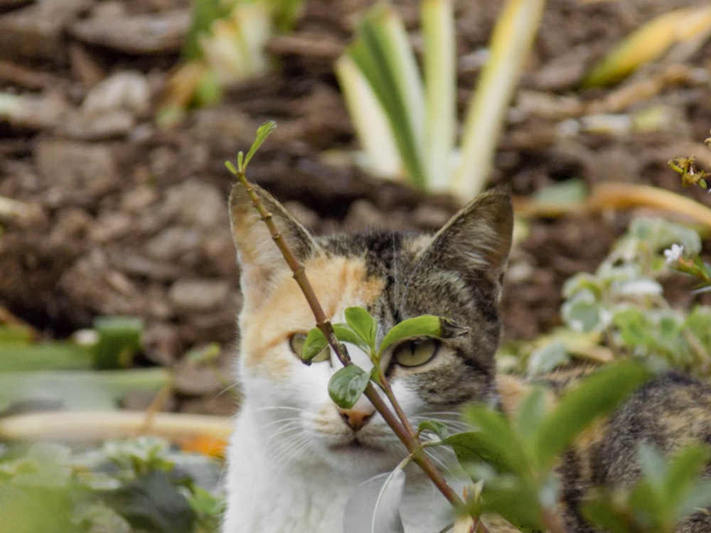 white and brown cat on brown dried leaves