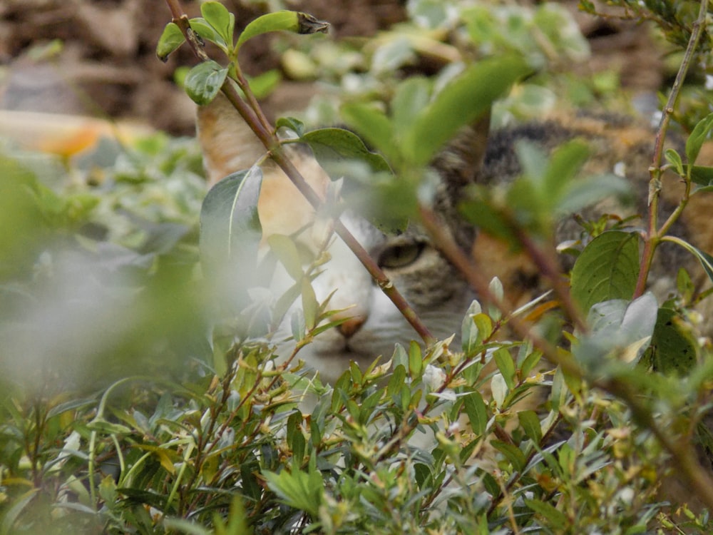 white and brown cat lying on green grass during daytime