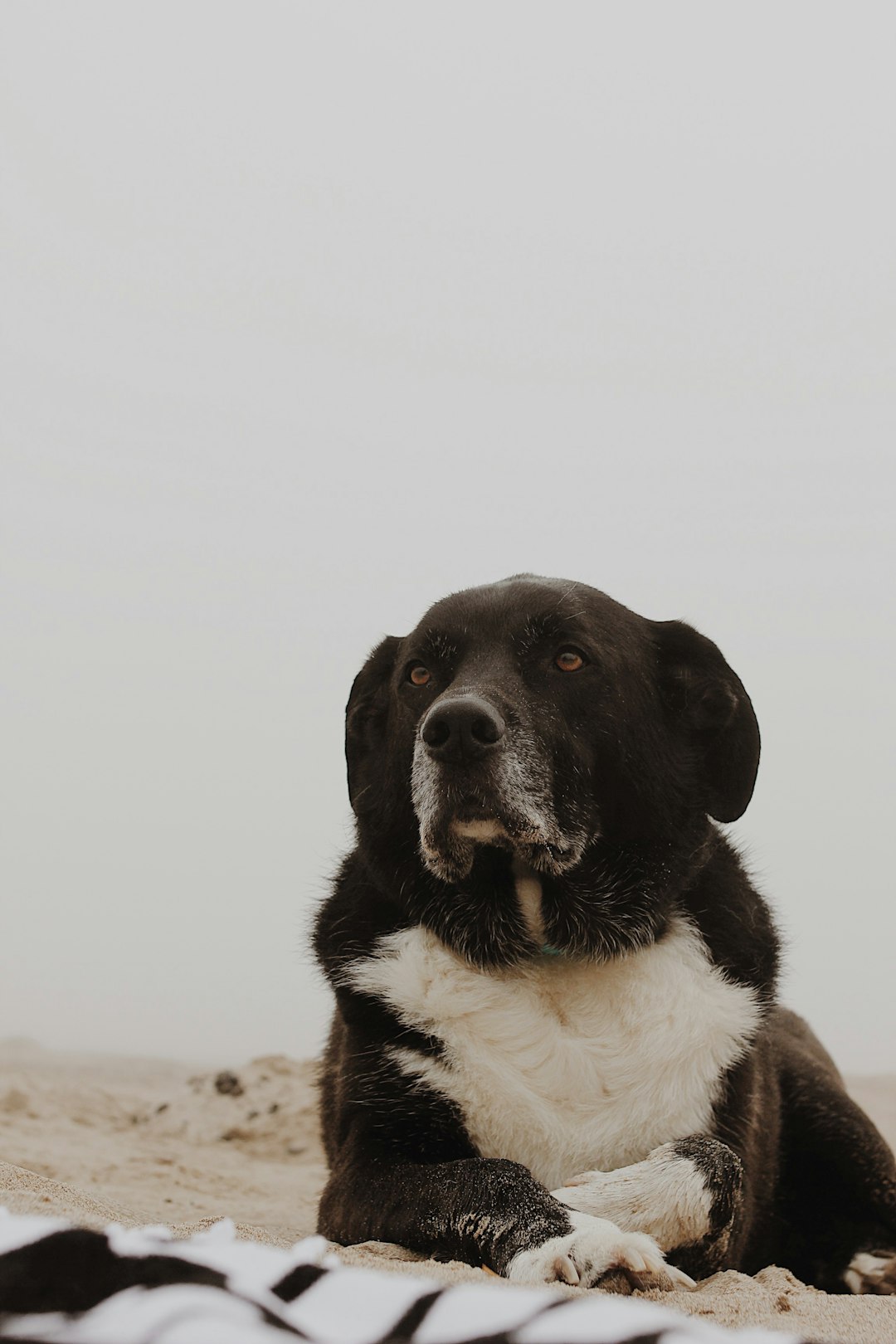 black and white short coated dog