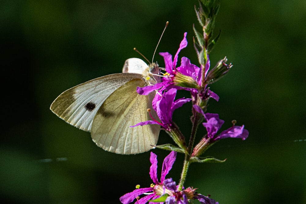 white butterfly on purple flower