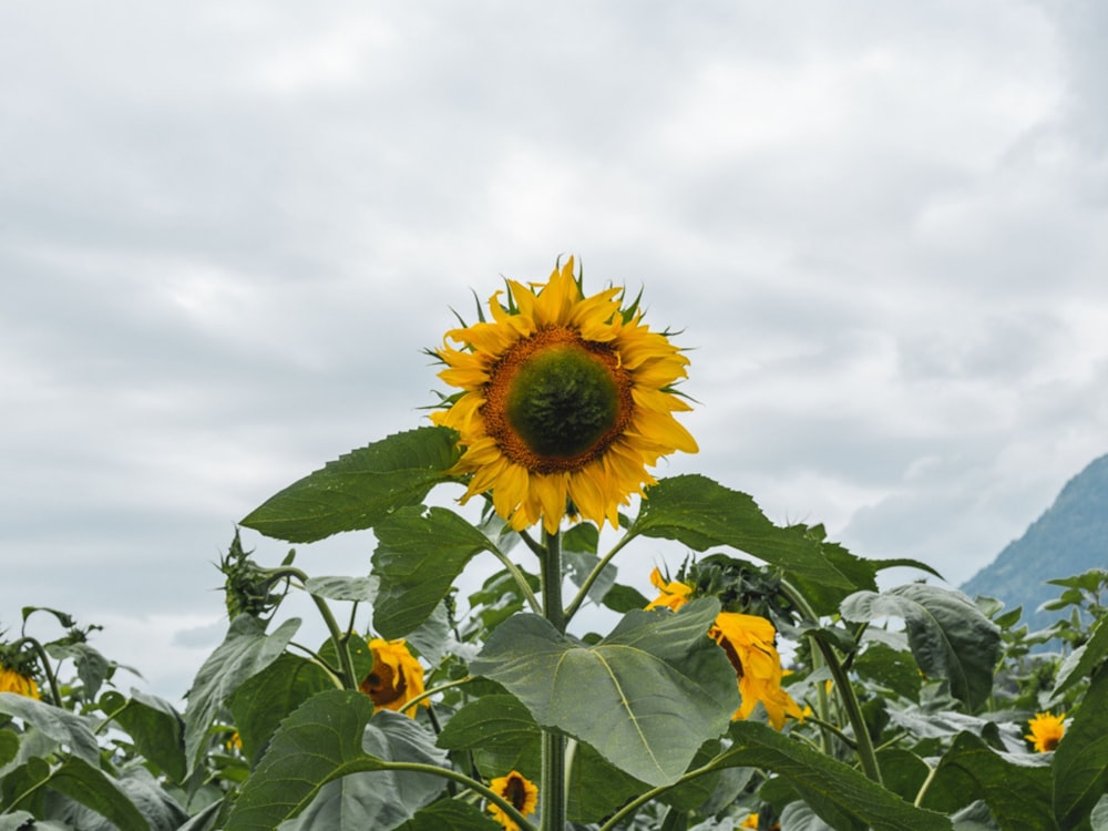 sunflower field under white clouds during daytime