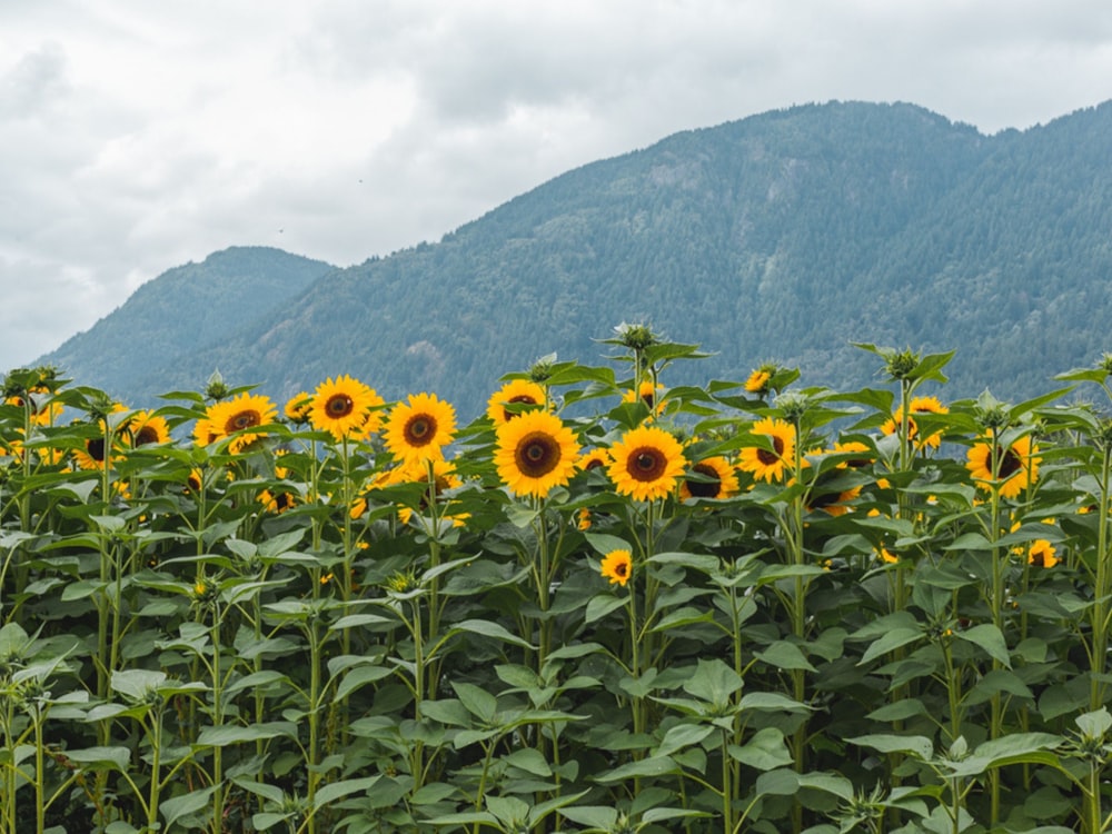 yellow sunflower field near green mountain during daytime