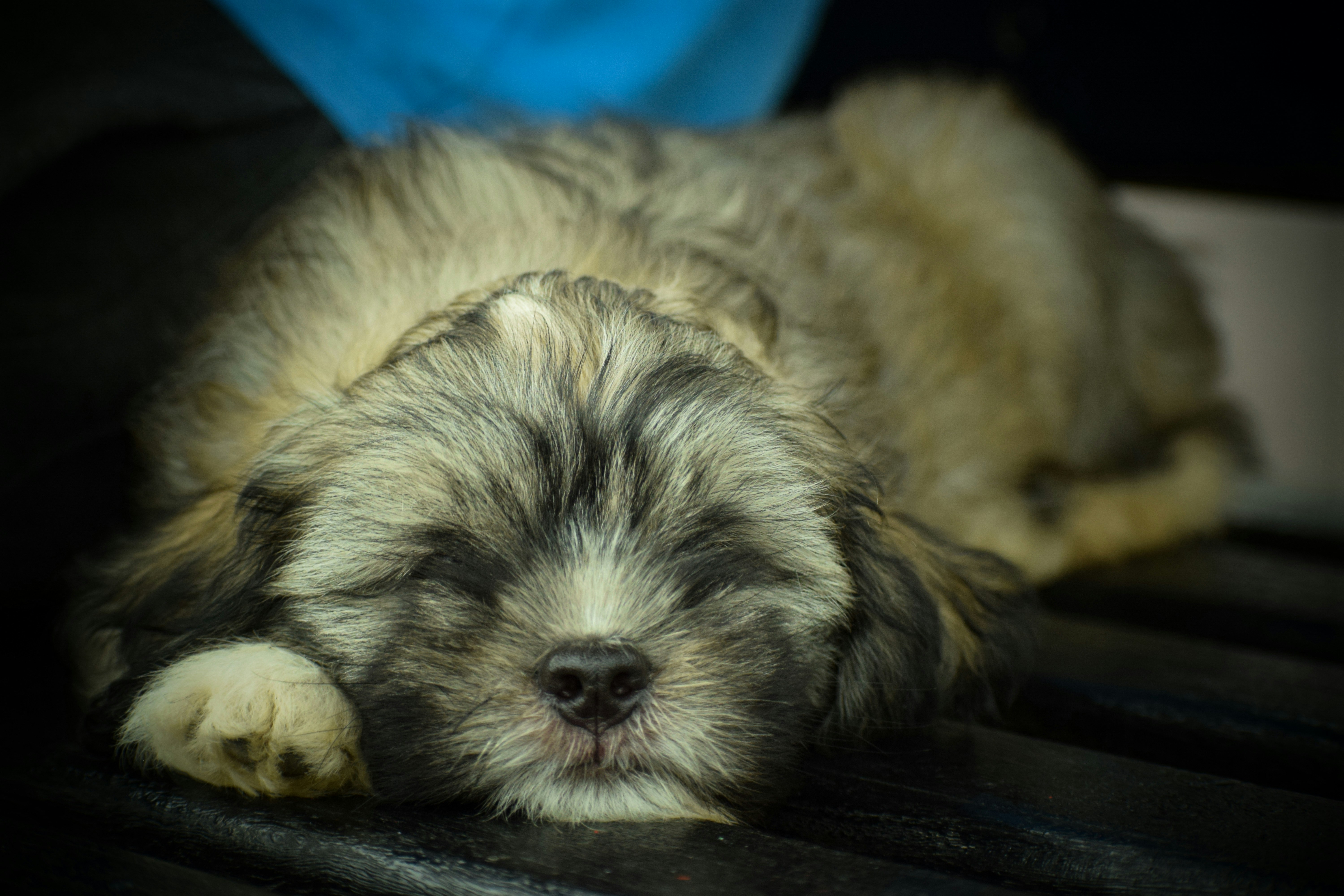 white and gray long coated dog lying on brown wooden floor
