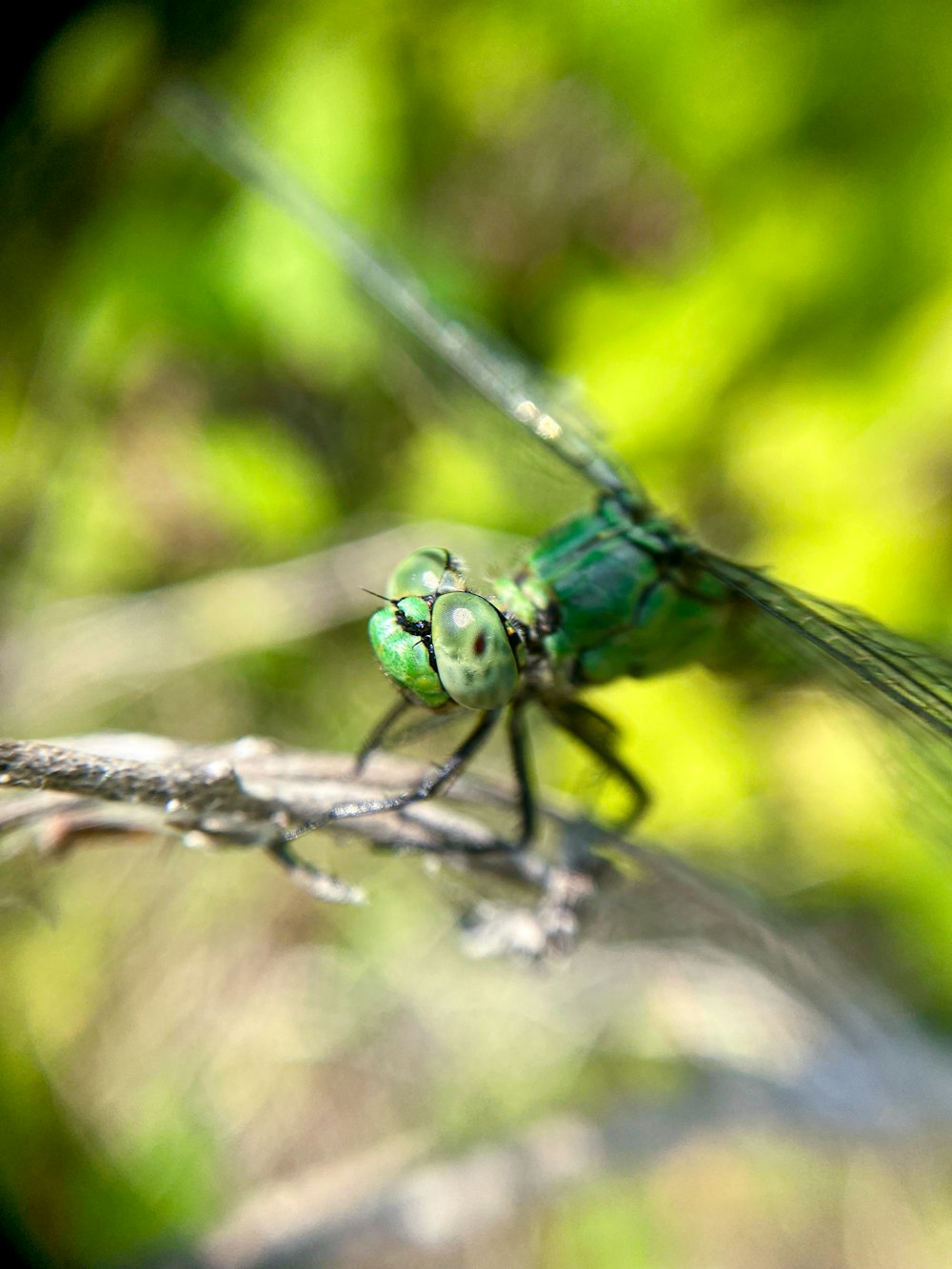 blue and green dragonfly on brown tree branch in tilt shift lens