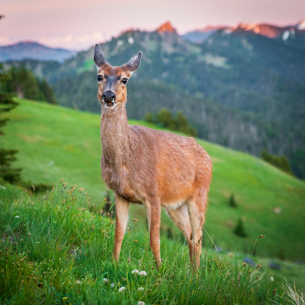 brown deer on green grass field during daytime