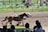 A horse race is taking place with a brown and a white horse racing neck and neck on a dirt track. A rider leans low as the horses gallop past spectators in the foreground. The track is bordered with colorful flags and banners. In the background, there is a green field with decorative structures and statues.