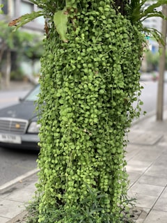 A tree trunk is covered with lush green vines and foliage, creating a vertical garden effect. The leaves are small, round, and vibrant, cascading downward. The scene is set in an urban environment, as indicated by the paved sidewalk and a parked car in the background.